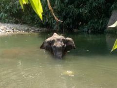 pregnant elephant killed with explosives