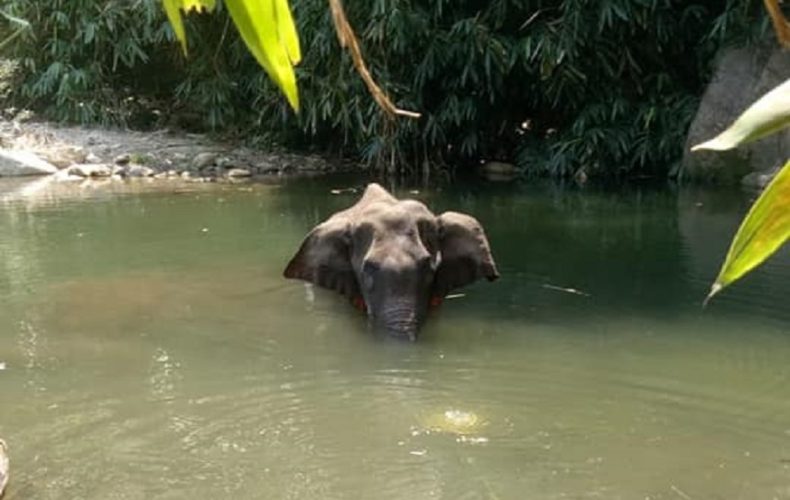 pregnant elephant killed with explosives