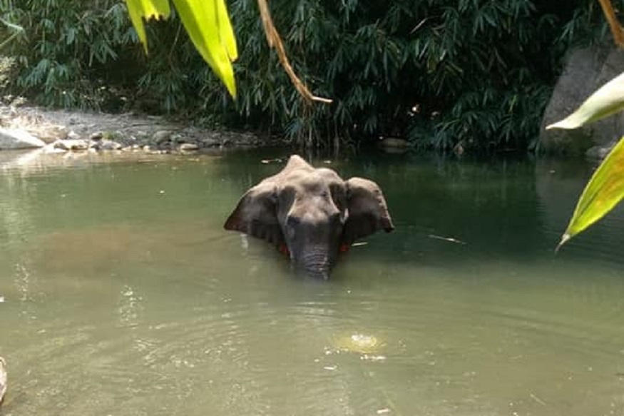 pregnant elephant killed with explosives
